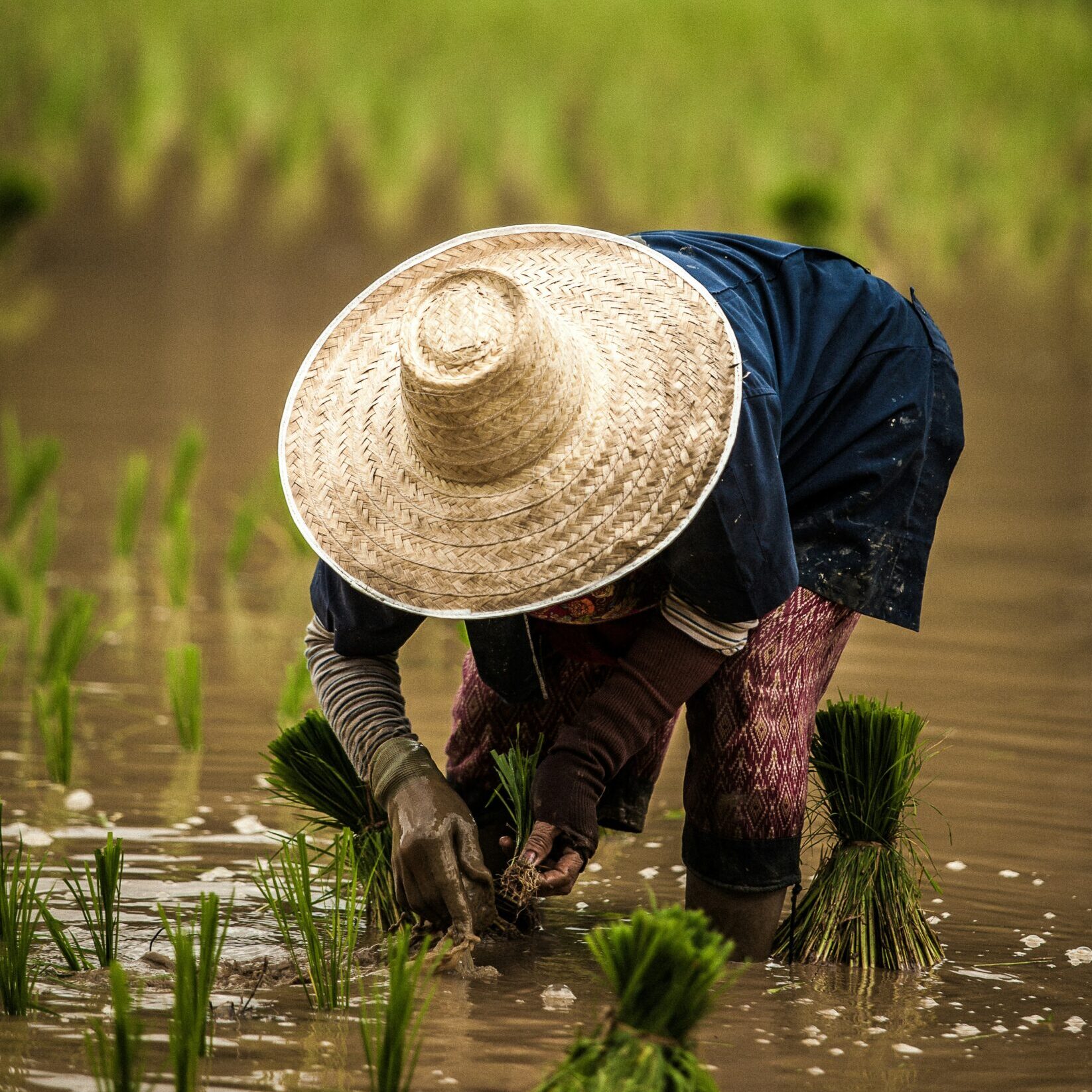아시아 기후농업인
