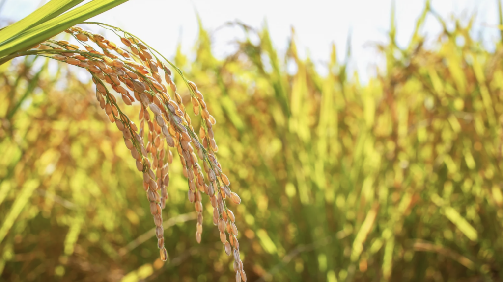 [Blog] Solving the Scope 3 Challenge: Why Grain Companies Are Turning to Digital MRV